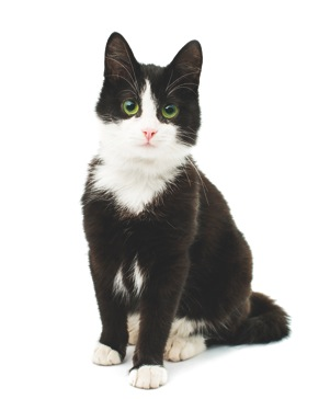 kotek