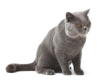 kotek